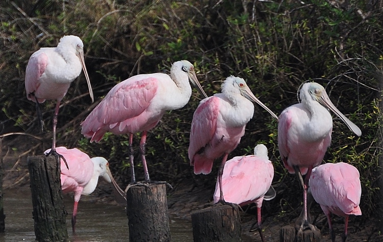 spoonbills